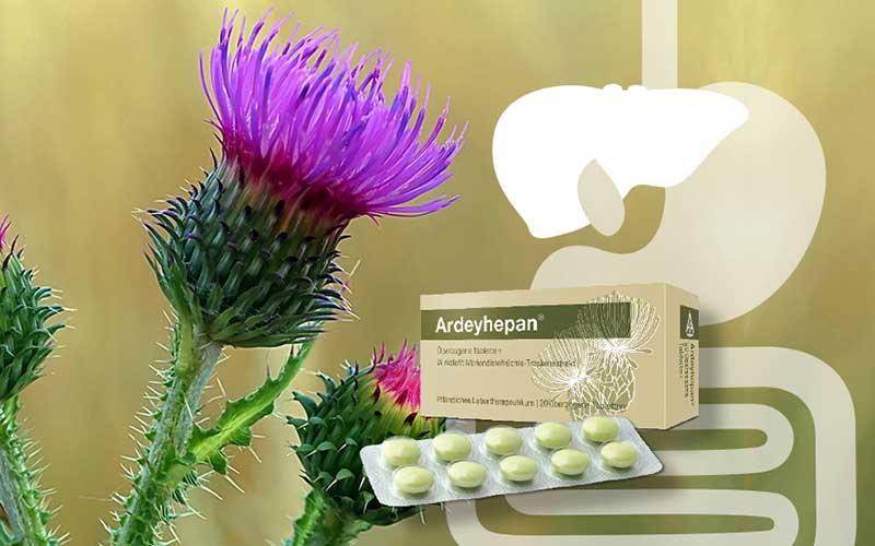 Ardeyhepan® – der bewährte Leberschutz aus der Mariendistel Ardeyhepan® – der bewährte Leberschutz aus der Mariendistel