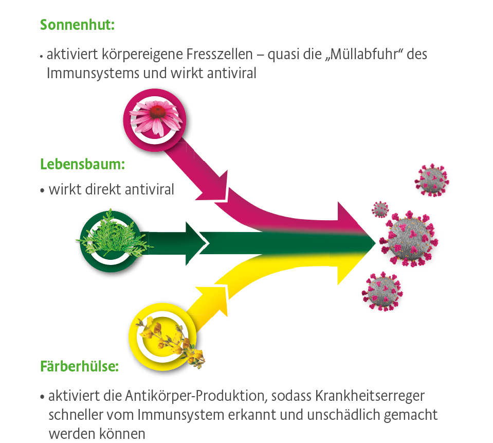 Esberitox COMPACT wissenschaftlich belegte Wirksamkeit Esberitox COMPACT wissenschaftlich belegte Wirksamkeit
