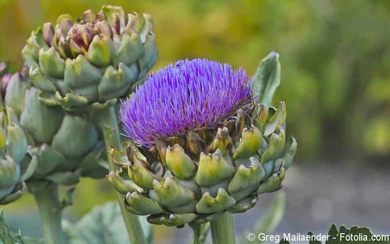 Artischocke (Cynara scolymus) Artischocke (Cynara scolymus)