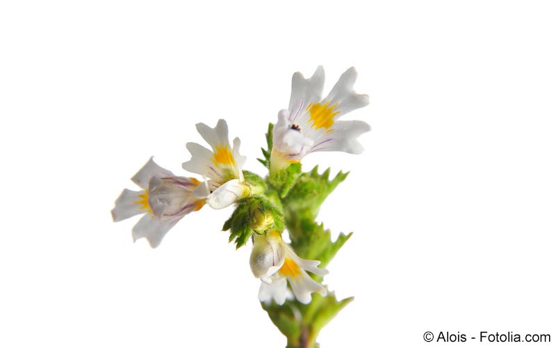Augentrost (Euphrasia rostkovina) Augentrost (Euphrasia rostkovina)