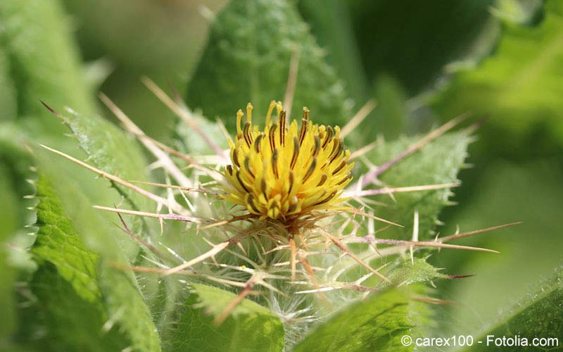 Benediktenkraut (Cnicus benedictus) Benediktenkraut (Cnicus benedictus)