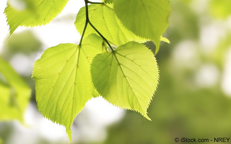 Birke, Birkenblätter (Betula pendula) | Meine Gesundheit