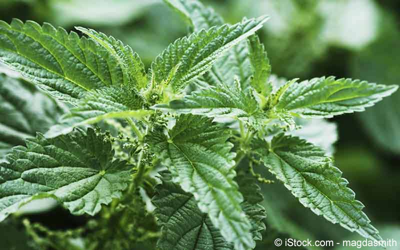 Brennnessel (Urtica) Brennnessel (Urtica)
