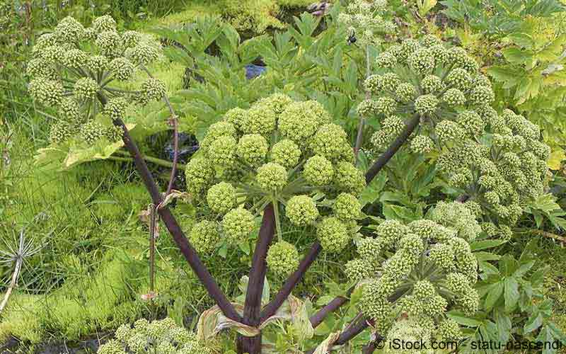 Engelwurz, Angelikawurzel (Angelica archangelica) Engelwurz, Angelikawurzel (Angelica archangelica)
