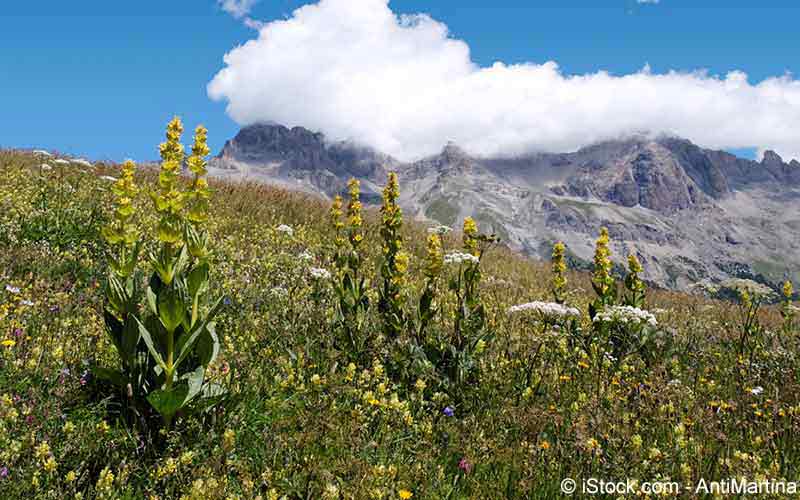 Enzian, Gelber Enzian (Gentiana lutea) Enzian, Gelber Enzian (Gentiana lutea)