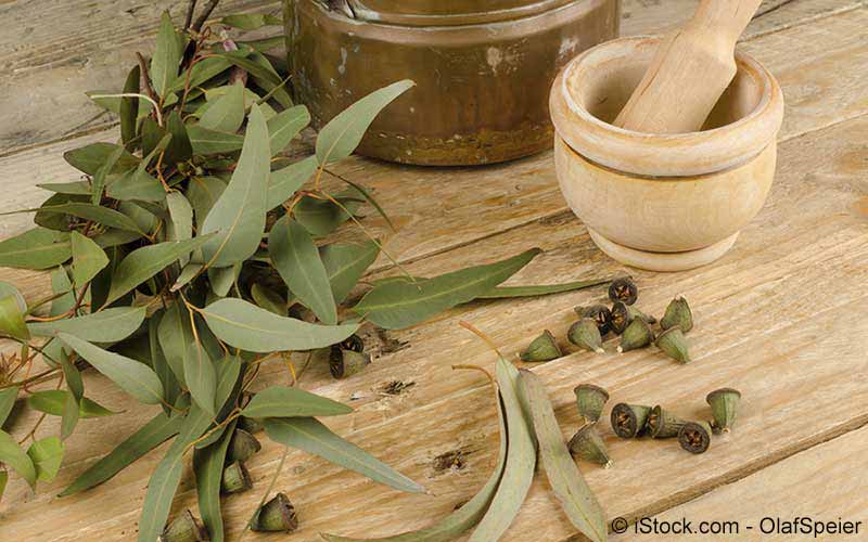 Eukalyptus (Eucalyptus globulus) Eukalyptus (Eucalyptus globulus)