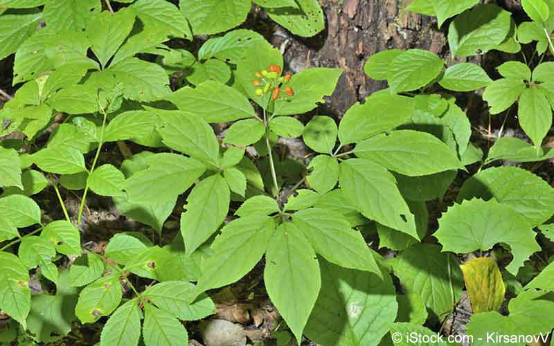 Ginseng (Panax ginseng) Ginseng (Panax ginseng)