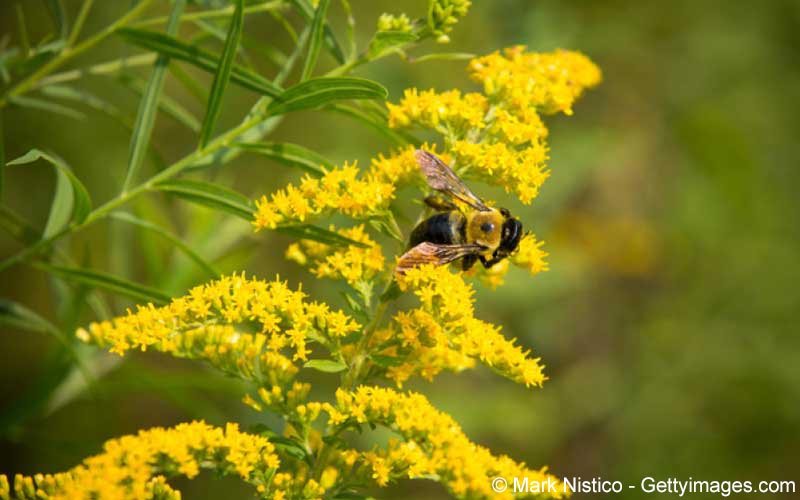 Goldrute Blüte (Solidago virgaurea) Goldrute Blüte (Solidago virgaurea)