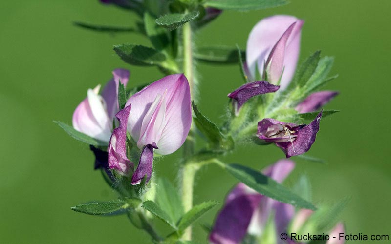 Hauhechel (Ononis spinosa) Hauhechel (Ononis spinosa)