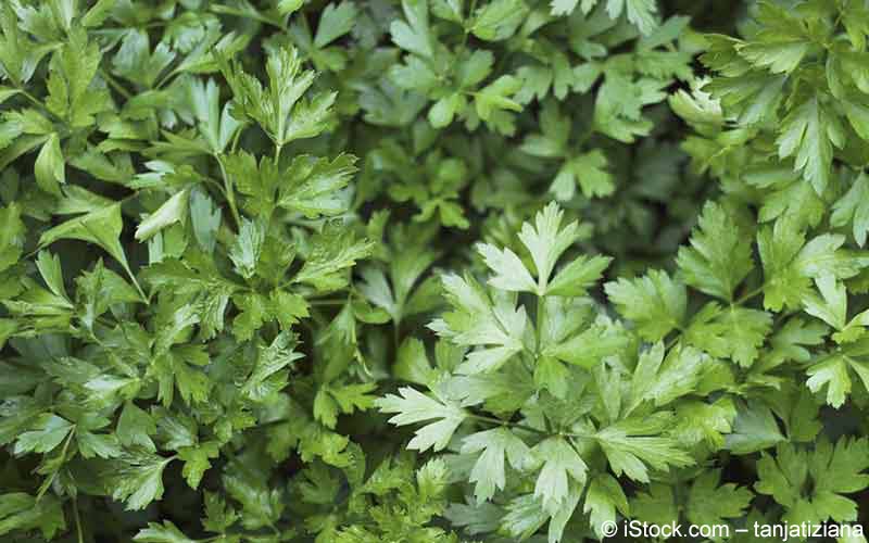 Koriander (Coriandrum sativum) Koriander (Coriandrum sativum)
