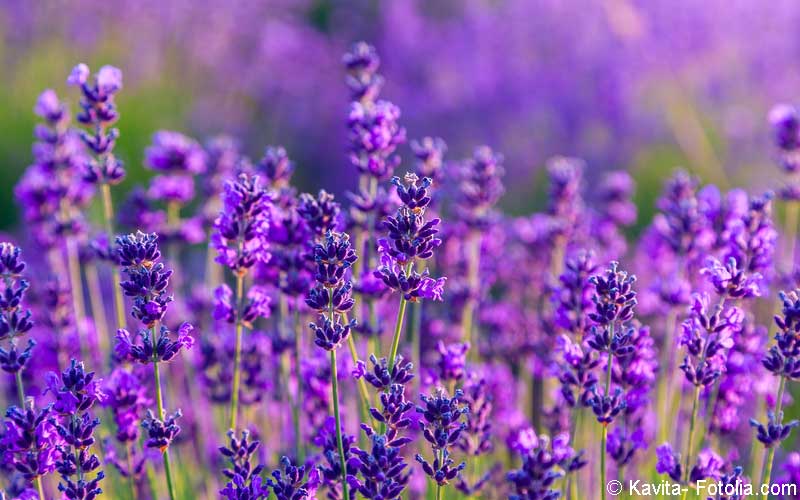 lavendel lavendel