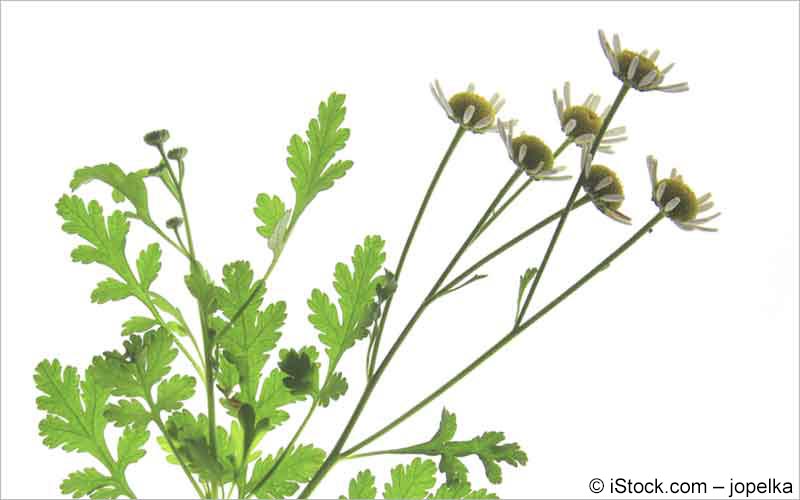 Mutterkraut (Tanacetum parthenium) Mutterkraut (Tanacetum parthenium)