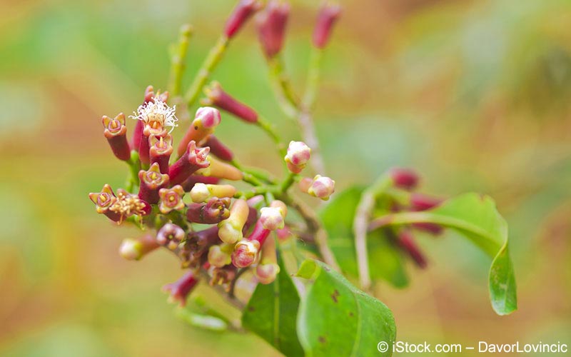 Nelke, Gewürznelke (Syzygium aromaticum) Nelke, Gewürznelke (Syzygium aromaticum)