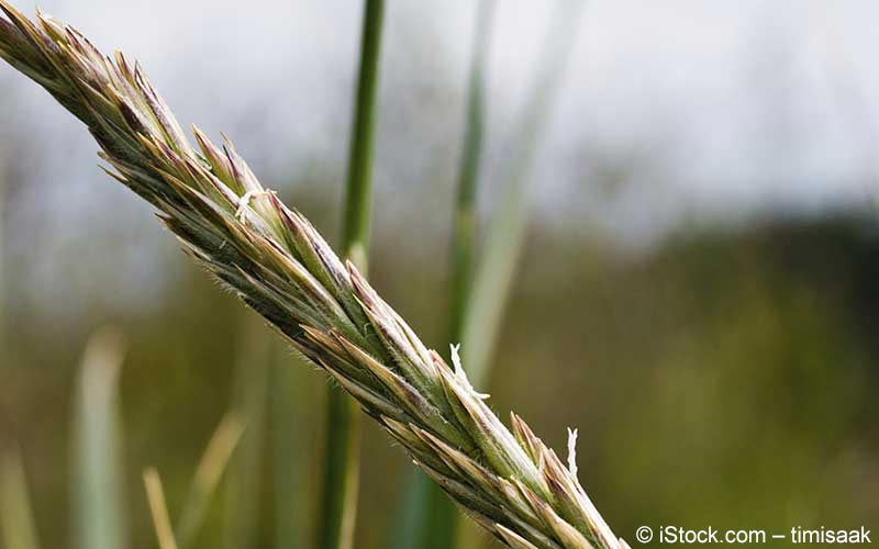 Quecke (Elymus repens) | Meine Gesundheit