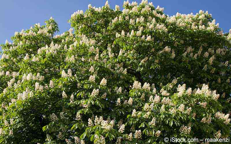 Rosskastanie (Aesculus hippocastanum) Rosskastanie (Aesculus hippocastanum)