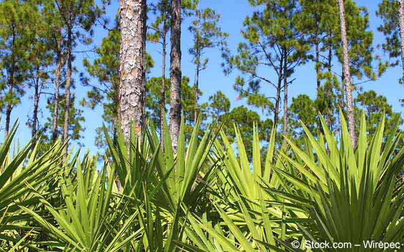 Sägepalme (Serenoa repens, Sabal serrulata) Sägepalme (Serenoa repens, Sabal serrulata)