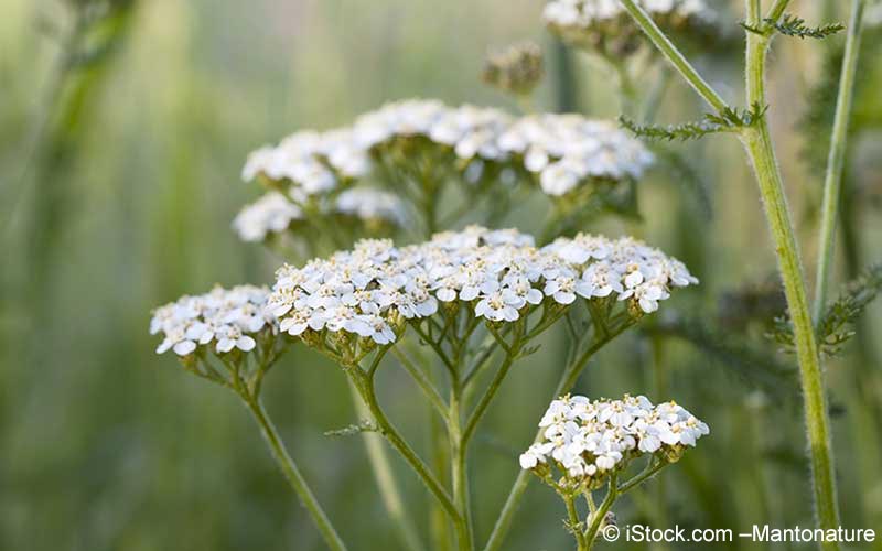 Schafgarbe Achillea Millefolium Meine Gesundheit