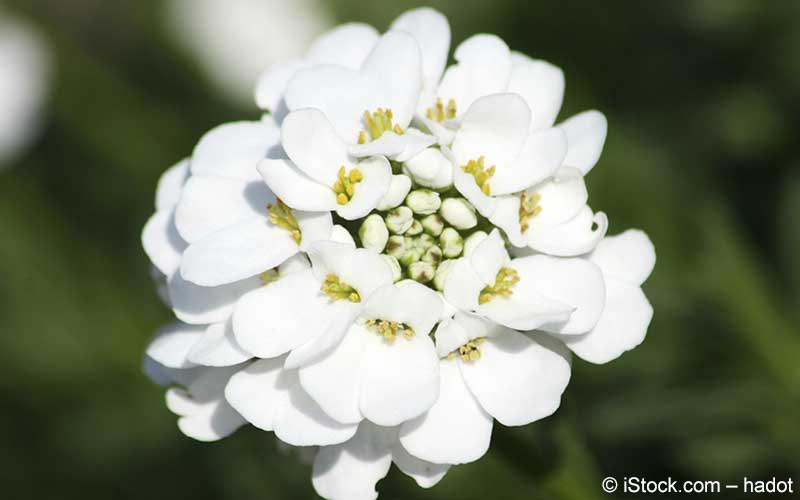 Schleifenblume (Iberis amara) Schleifenblume (Iberis amara)