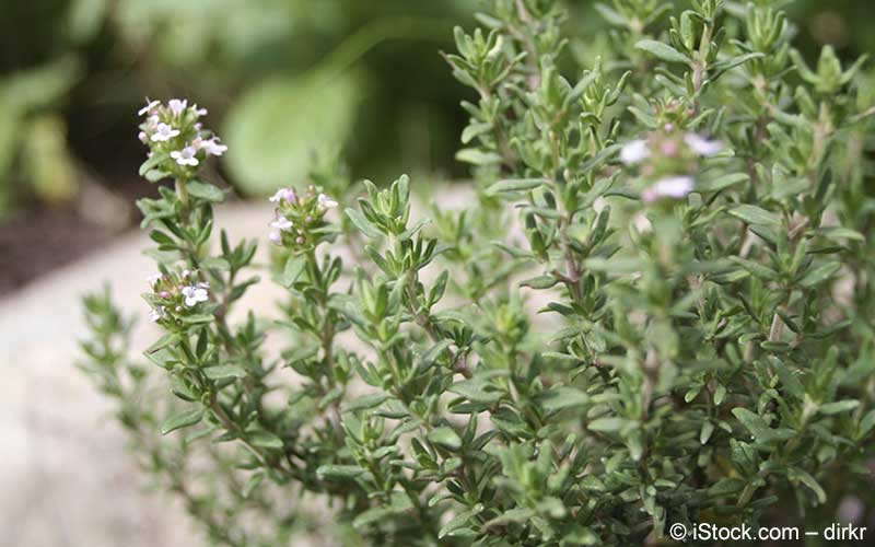 Thymian (Thymus vulgaris) Thymian (Thymus vulgaris)