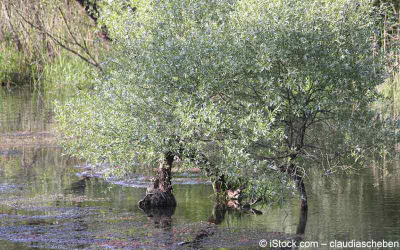 Weide, Weidenrinde (Salix species) Weide, Weidenrinde (Salix species)