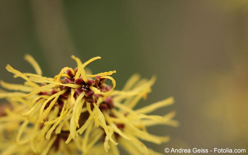 Zaubernuss (Hamamelis virginiana) Zaubernuss (Hamamelis virginiana)