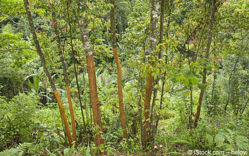 Zimt (Cinnamomum verum) Zimt (Cinnamomum verum)