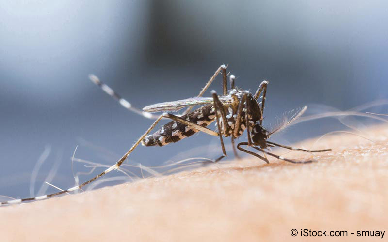 Malaria Meine Gesundheit