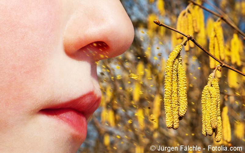 Heuschnupfen Birkenpollen Heuschnupfen Birkenpollen